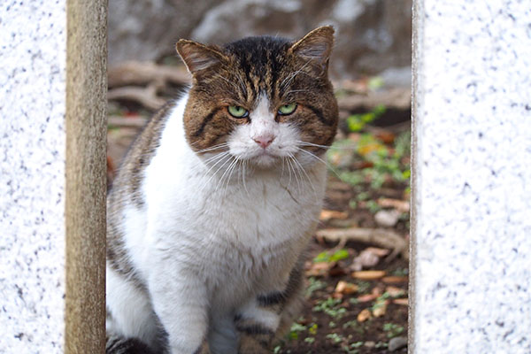 来たにゃ　レオ太