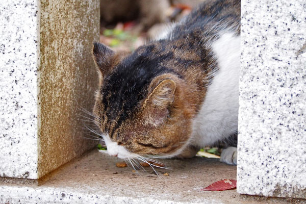 食べてる　レオ太