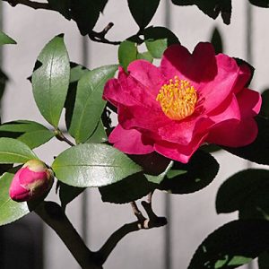 Camellia sasanqua