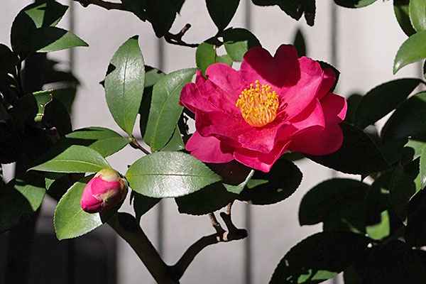 Camellia sasanqua