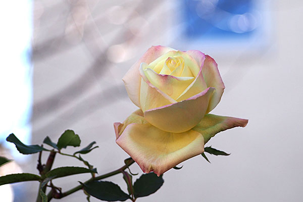 flower Rose in Dec