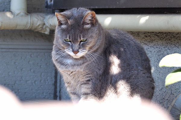 日向ぼっこ中　シピ