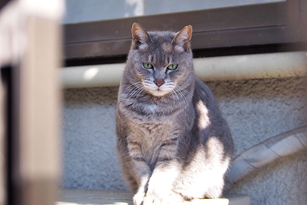 正面から　シピ　かわいいぞ