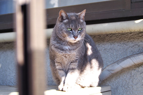 遠く見る　シピ　かわいい