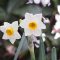 flower narcissus