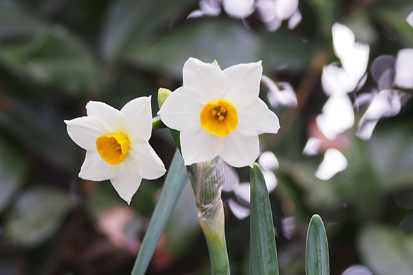 flower narcissus