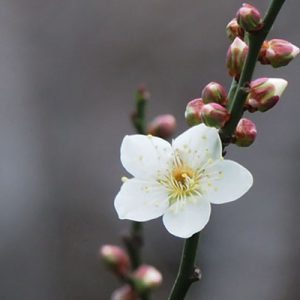 flower white plum blossom