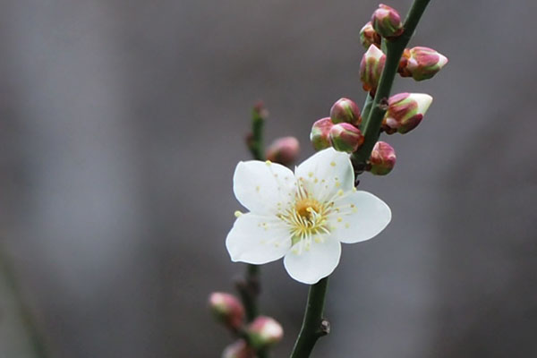 flower white plum blossom