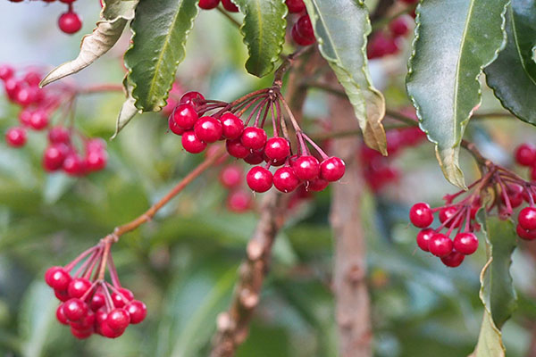 red fruit