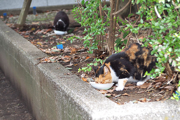 距離を置いて食べているミクとポチ