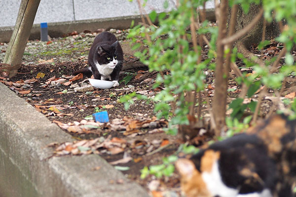 ポチ　食べ終わったかな