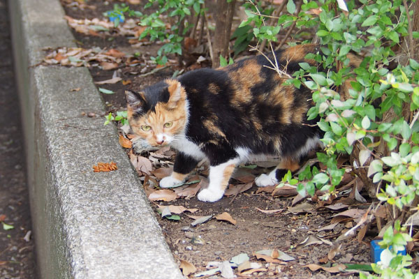 ミク　追加のカリカリ