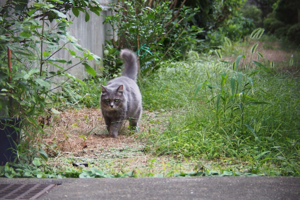 マフ　緑の中