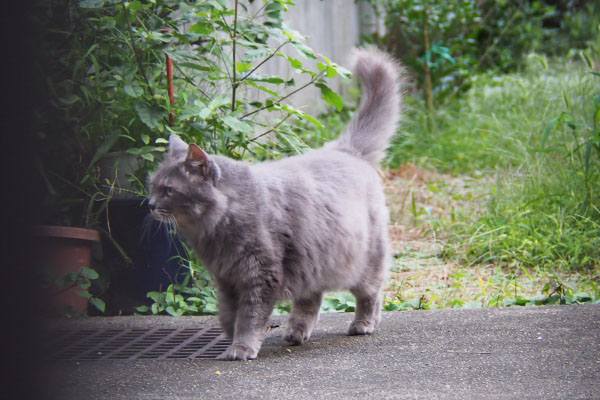 何かを見てる　マフ