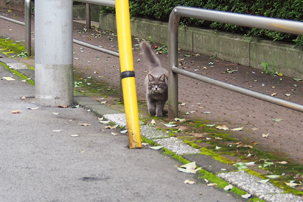 マフ　出くわす