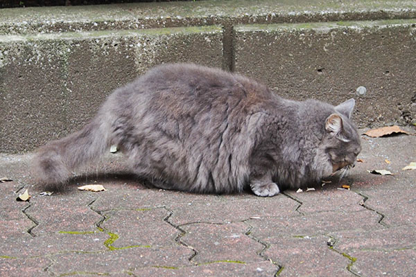 マフ　食べる　横