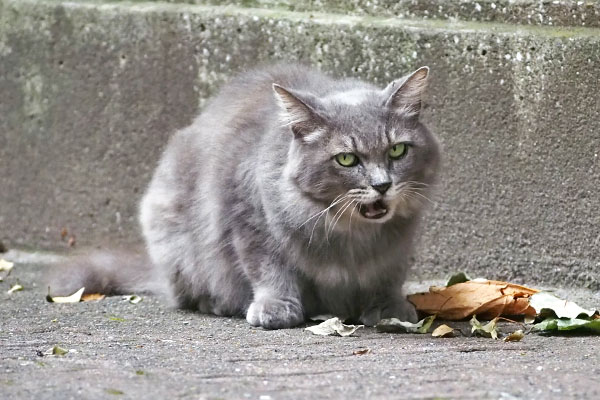 マフ　食べた後の顔