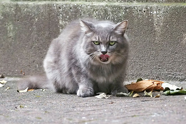 マフ　食べた後の顔２