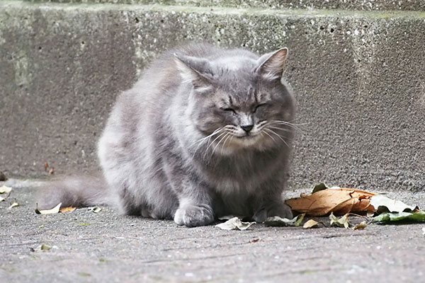 マフ　食べた後の顔３