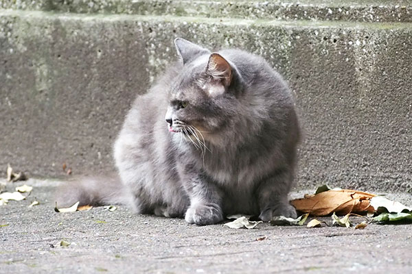 マフ　食べた後の顔４