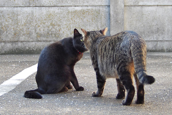 シマヲ　モノタに挨拶