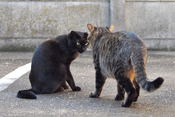 どんな会話してるのかモノタとシマヲ