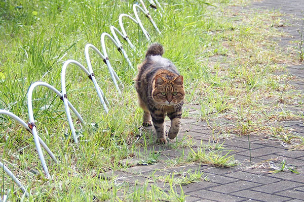 クラタン　近寄って来る