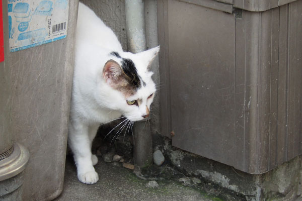 オーロラ　にゅるりと出て来る