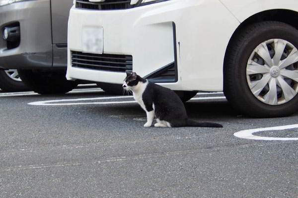 駐車場にまこ発見