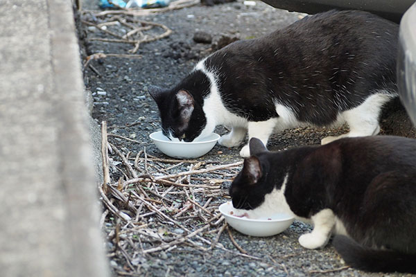 まこ早食い