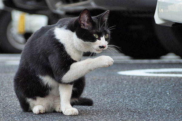 こまち　ちろっと見る