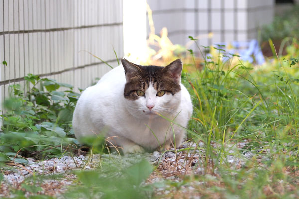 ルーフ　視線逸らす