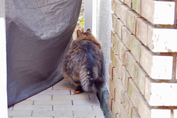 くり坊の背中