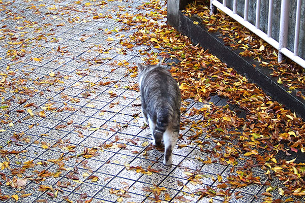 chrom walks after rain