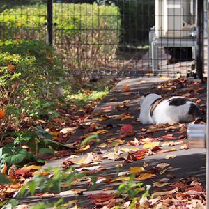 autumn leaves and cats