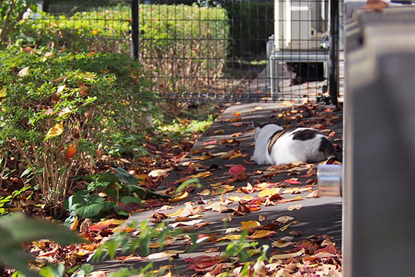 autumn leaves and cats