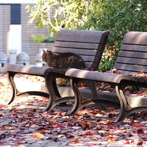 fox on the bench