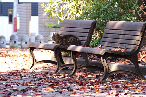 fox on the bench