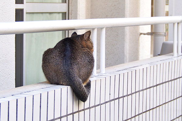 アビがルーフに気付いた