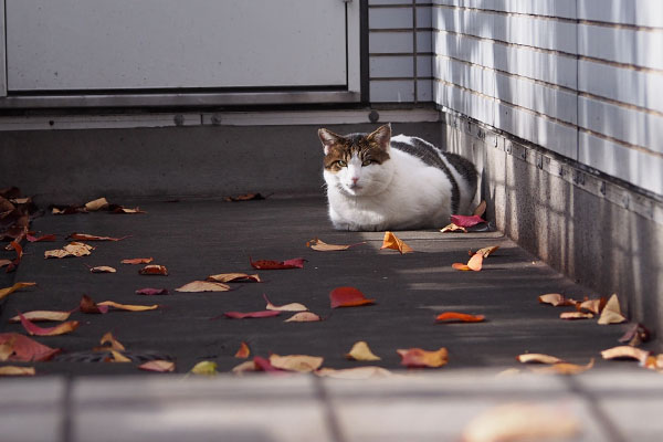 roof sunbath