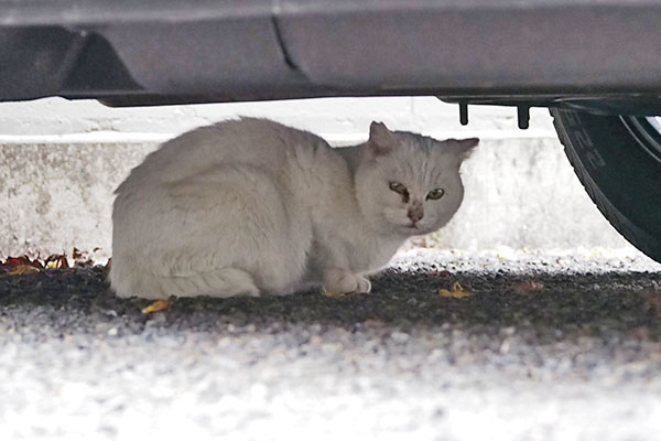 うさぎ　何にゃ