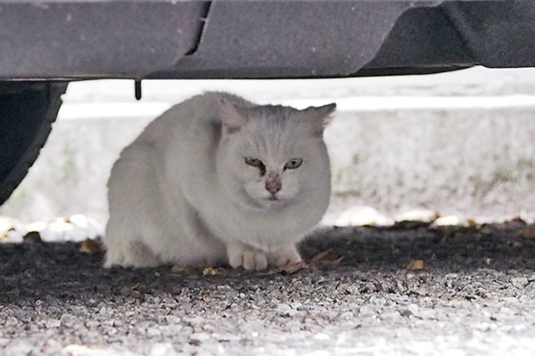 正面からうさぎ