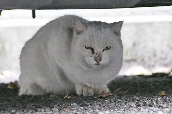 うさぎ　睨んでる