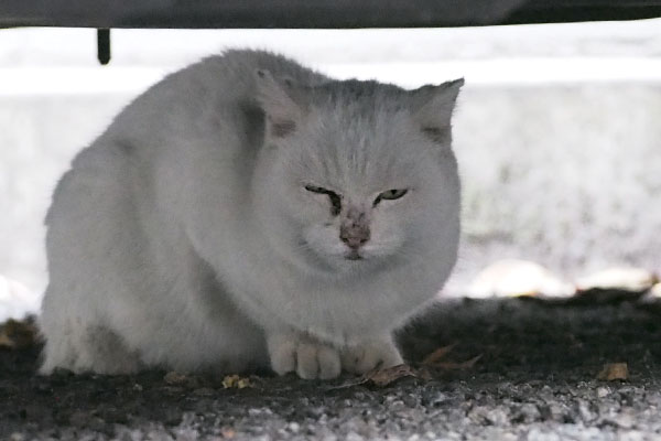 うさぎ　凄んでいる