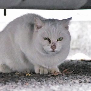 usagi under the car