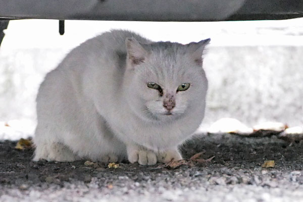 usagi under the car