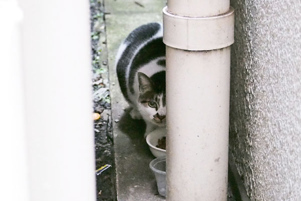 shigure eating