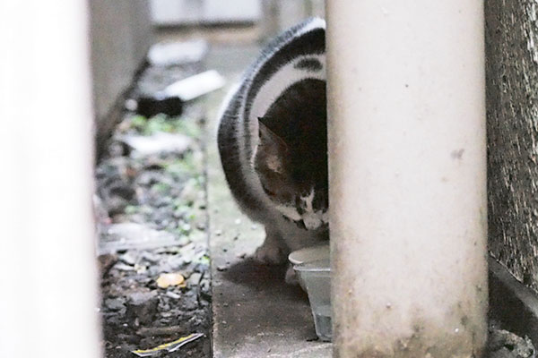 しぐれ　食べてる