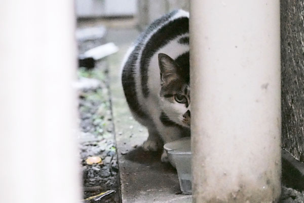 しぐれ　何やつ