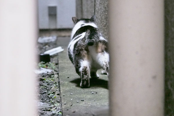 しぐれ　伸びしながら退散